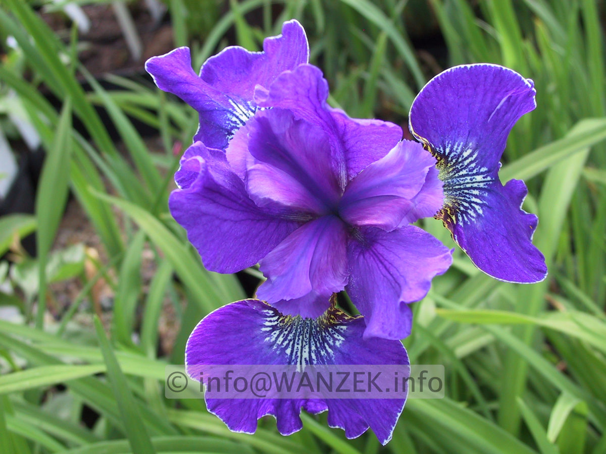 Iris sibirica Silver Edge.JPG